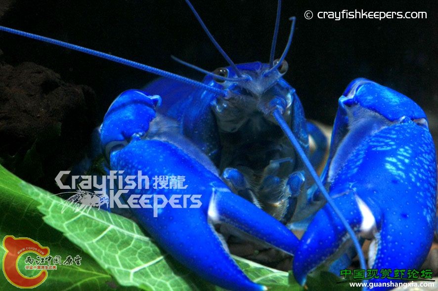 天空藍破壞者螯蝦 Cherax destructor (yabby).jpg