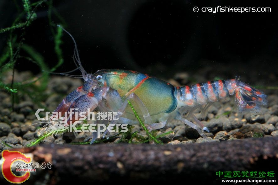 侏儒惡魔螯蝦 Procambarus pygmaeus.jpg