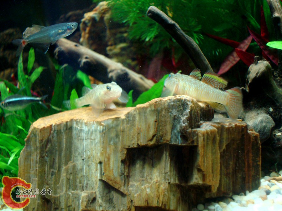nEO_IMG_DSC01303.jpg