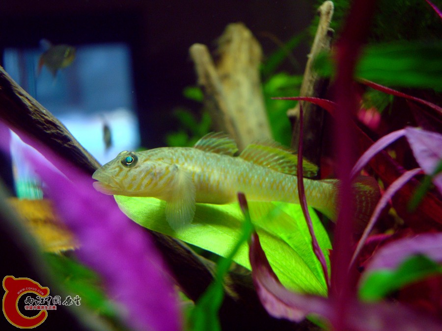 nEO_IMG_DSC01306.jpg