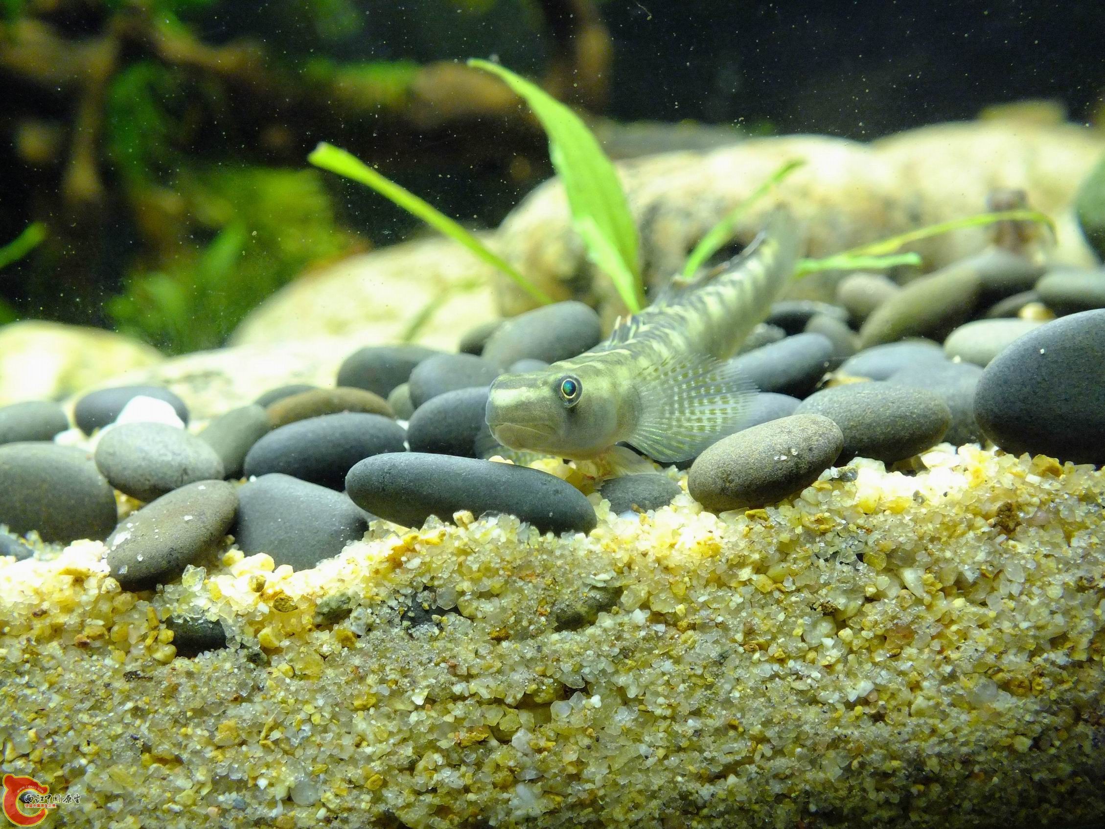 DSCF8275.jpg