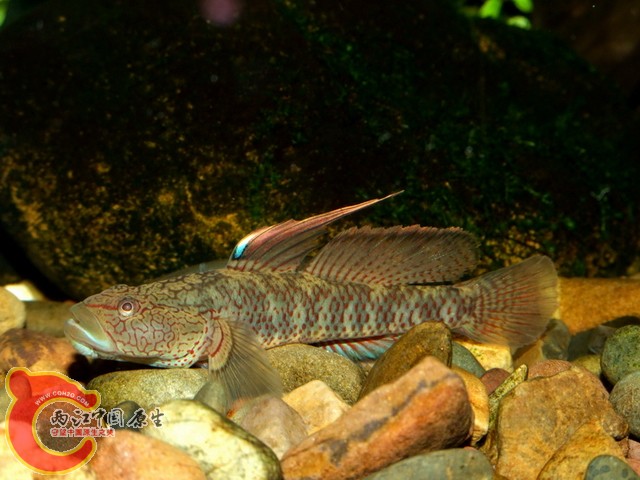 DSCF7168.jpg