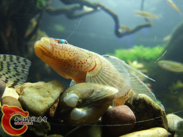 DSCF7198.JPG