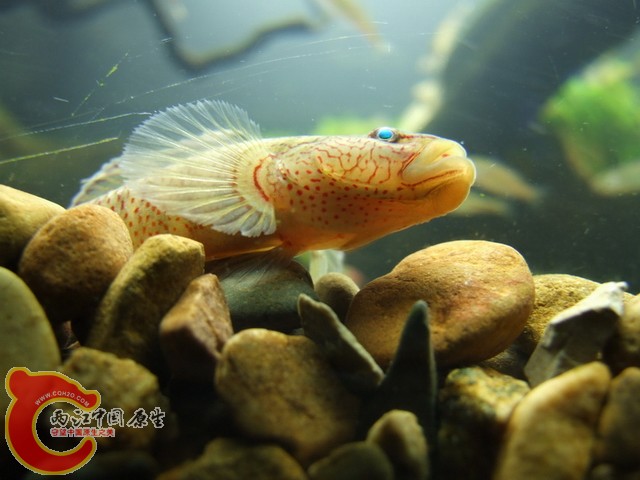 DSCF7205.JPG