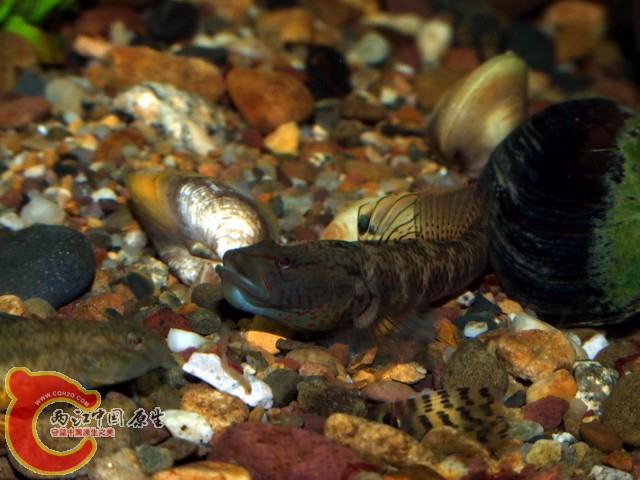 DSCF7386.jpg