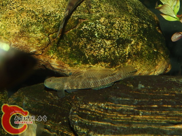 DSCF7394.JPG