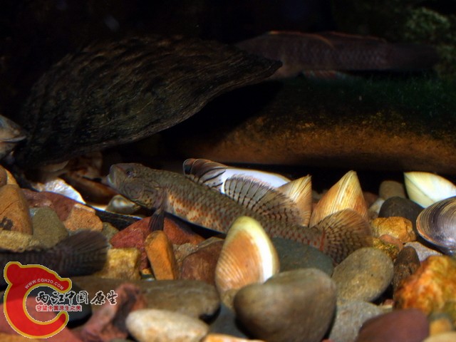 DSCF7435.jpg