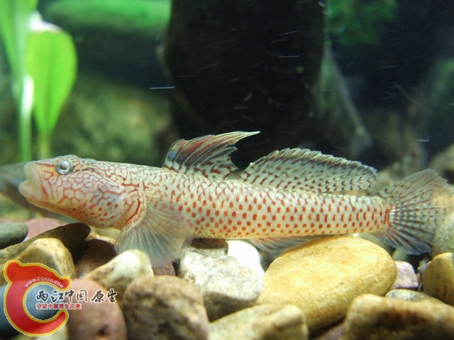 DSCF7814.JPG