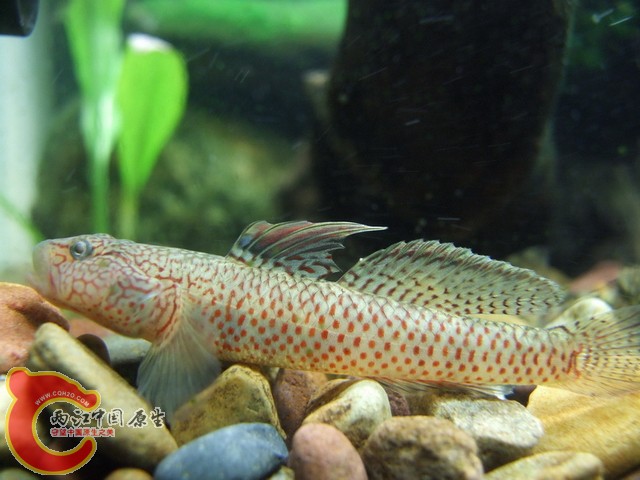 DSCF7818.JPG