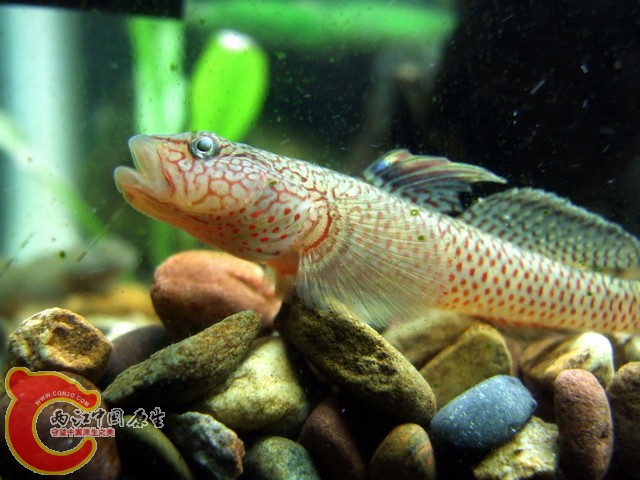 DSCF7824.jpg