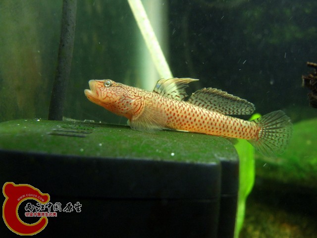 DSCF7829.jpg