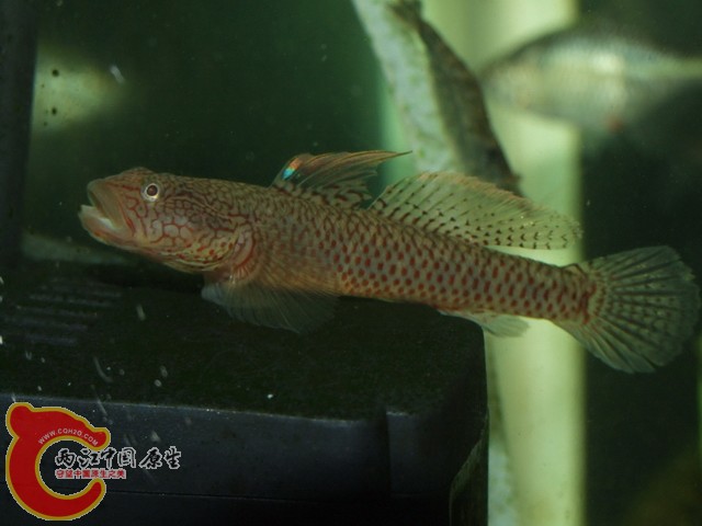 DSCF7830.JPG
