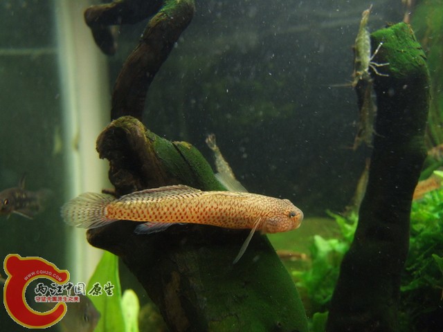 DSCF7837.JPG