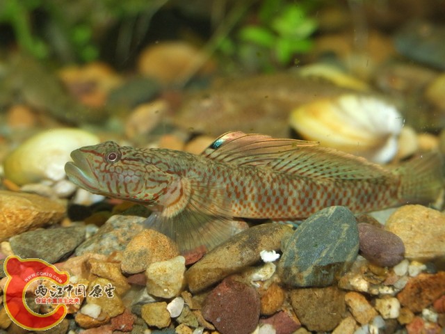 DSCF7877.JPG