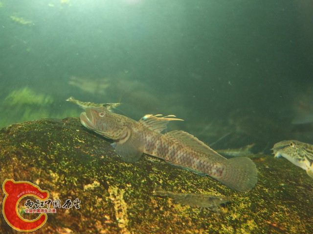 DSCF7899.JPG