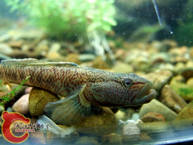 DSCF7911.jpg
