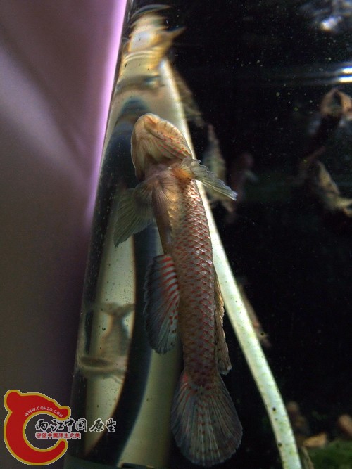 DSCF7408.jpg