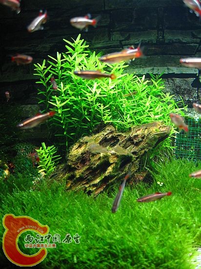 IMG_0117.JPG