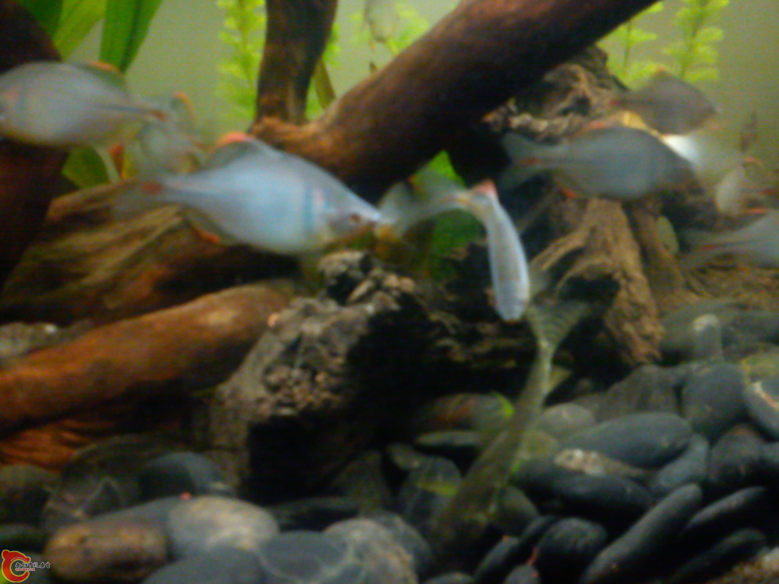 Camera_20120115_185246.jpg