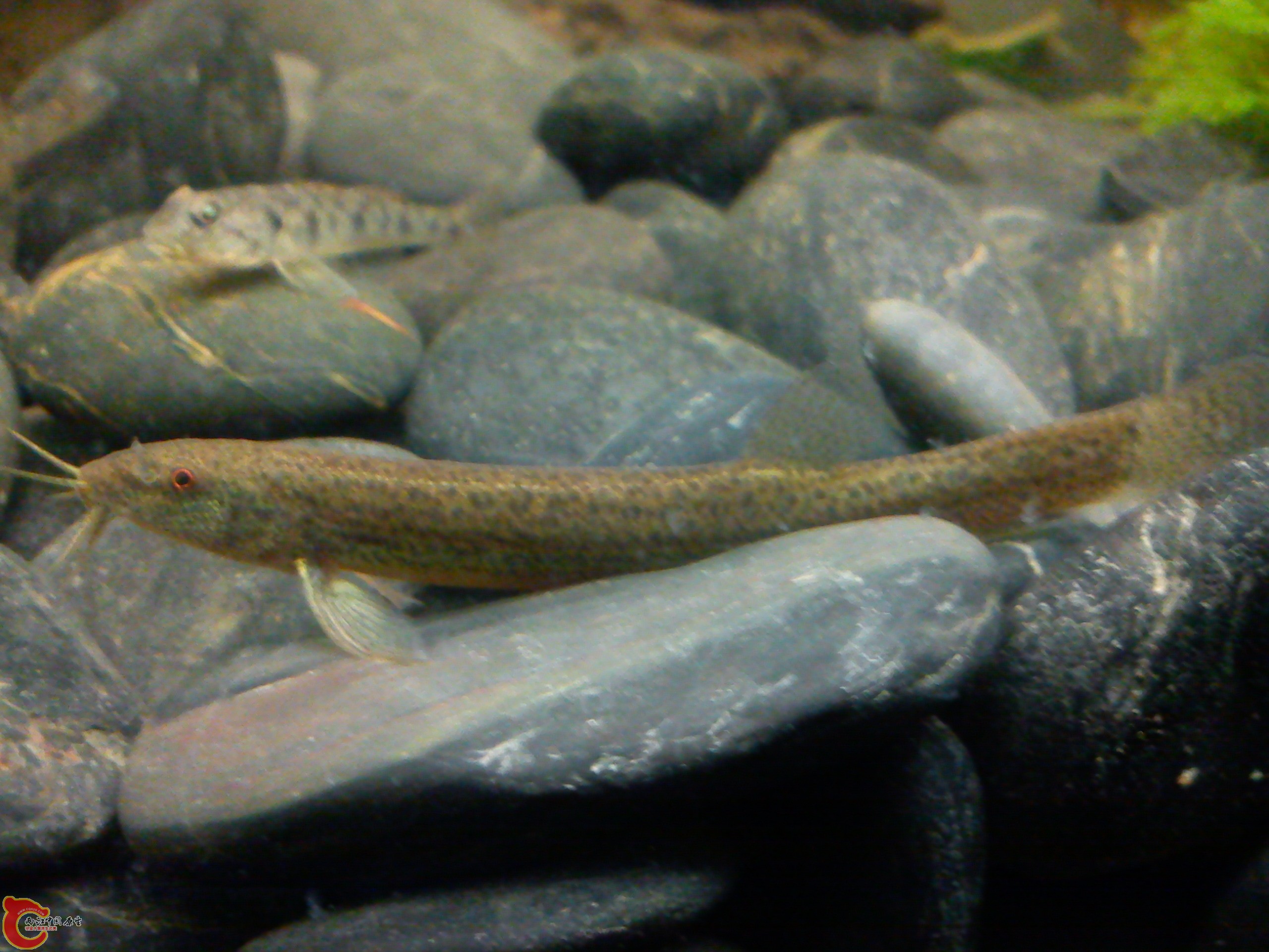 Camera_20111231_180153.jpg