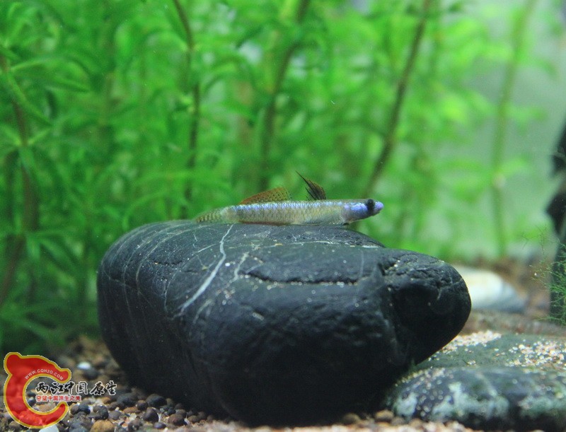 黑鳍1.jpg