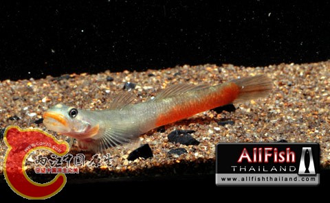 gallery_25032010_1cb7e53.jpg