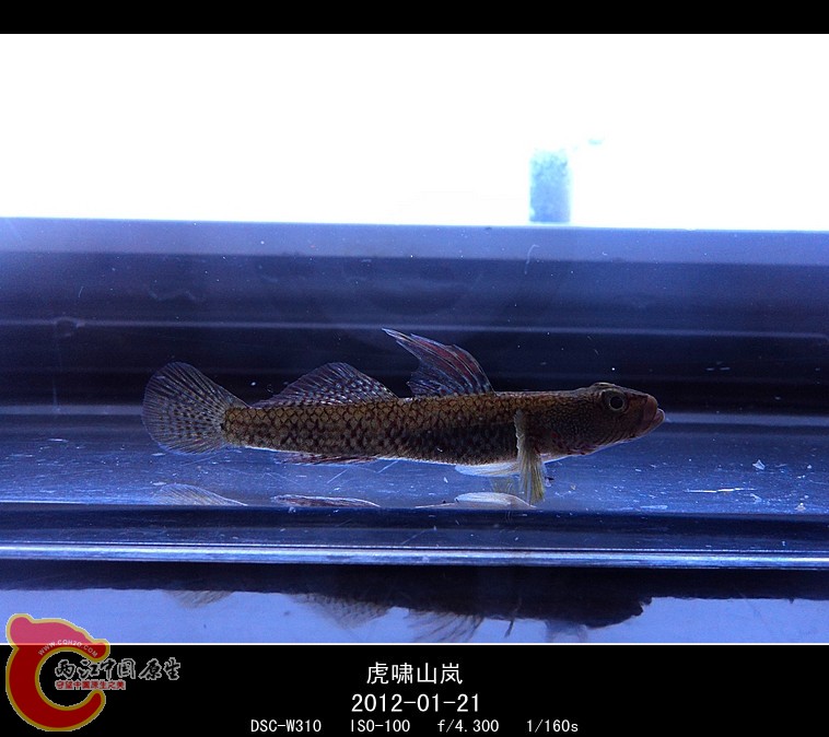 DSC03021_副本.jpg