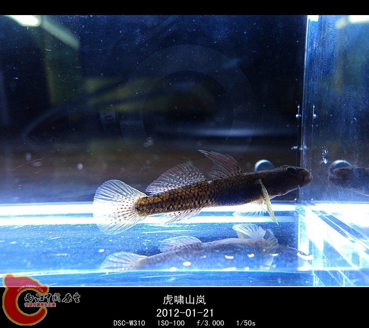 DSC03024_副本.jpg