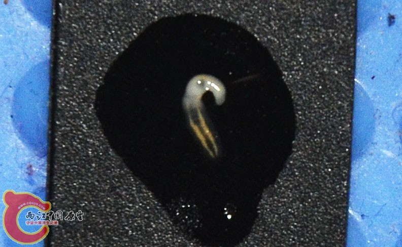 DSC_7151.jpg