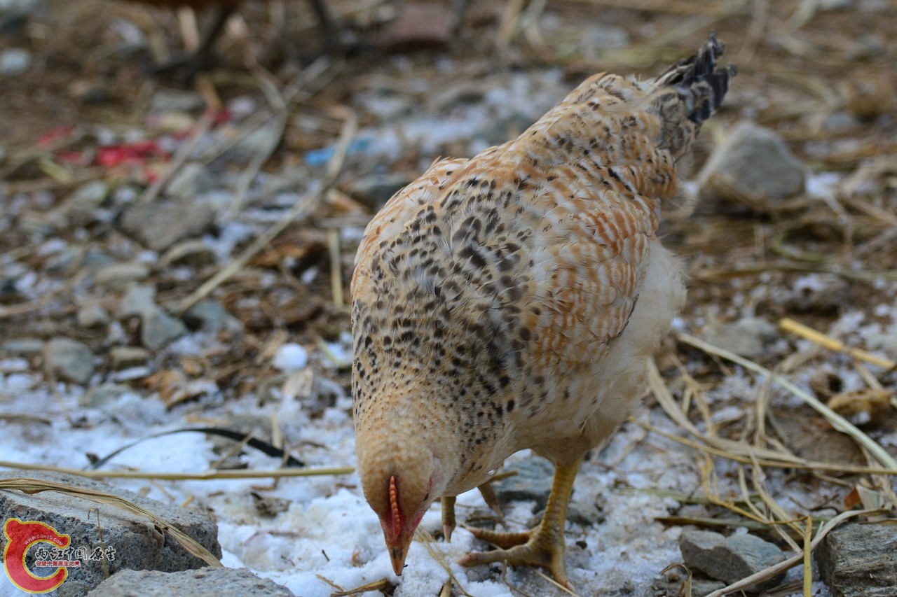 20120122-4819.jpg