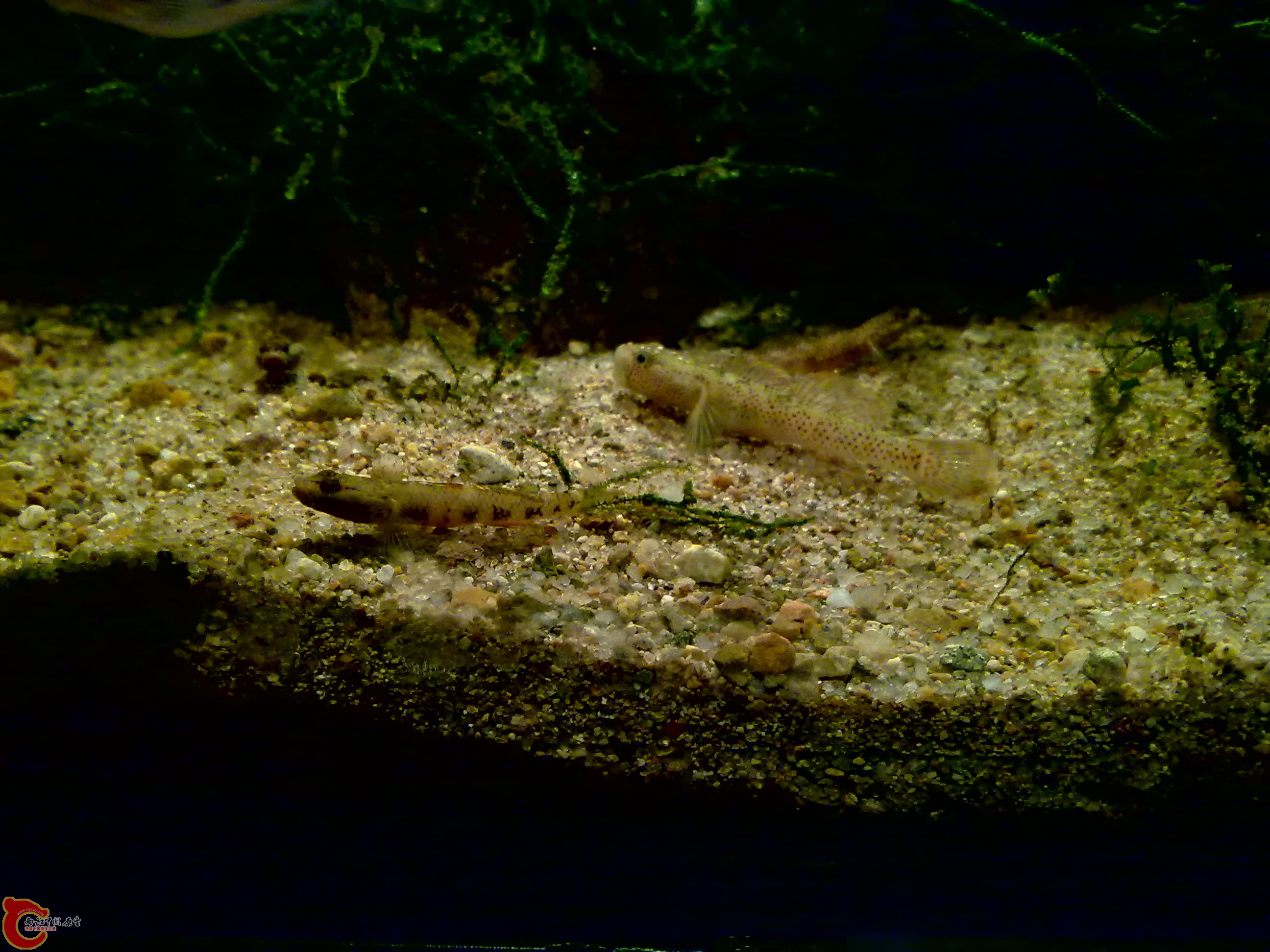 20120126147.jpg