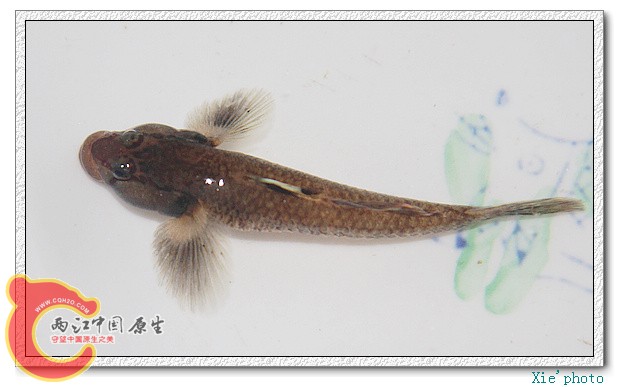 长汀虾虎9.jpg