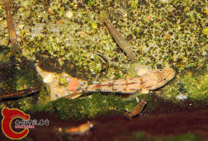 长汀虾虎1.jpg