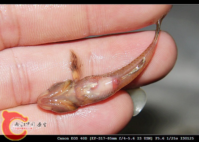 长汀虾虎6.jpg