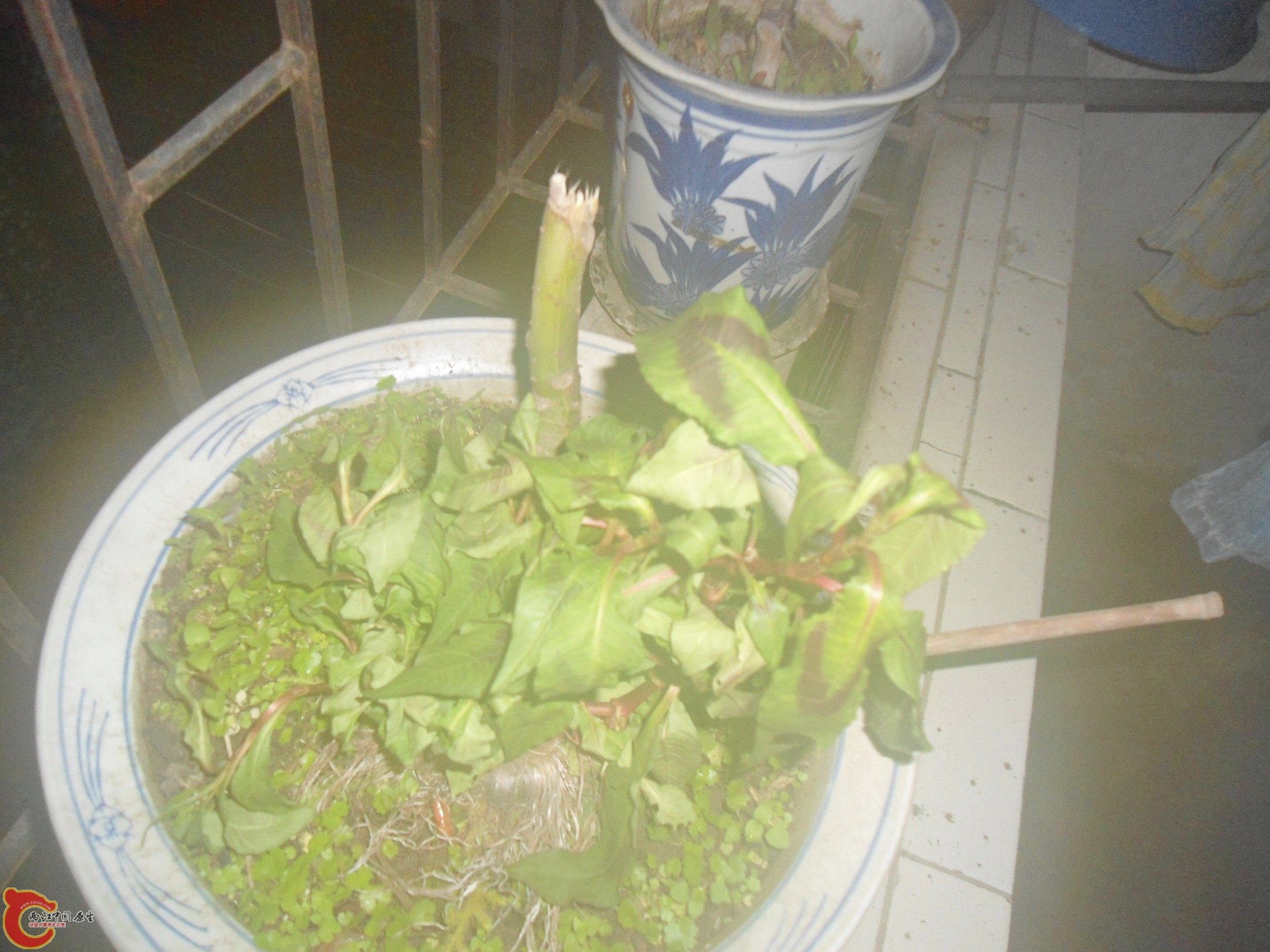 DSC01133.JPG