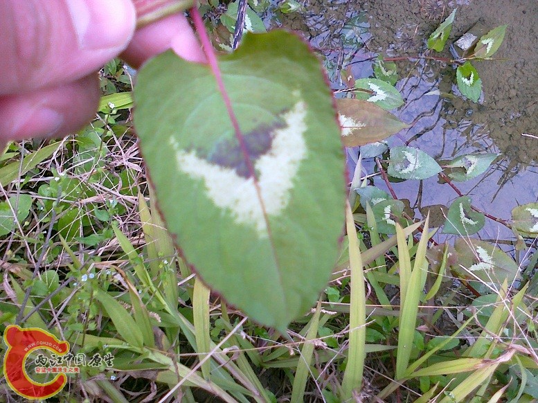 20120204545.jpg