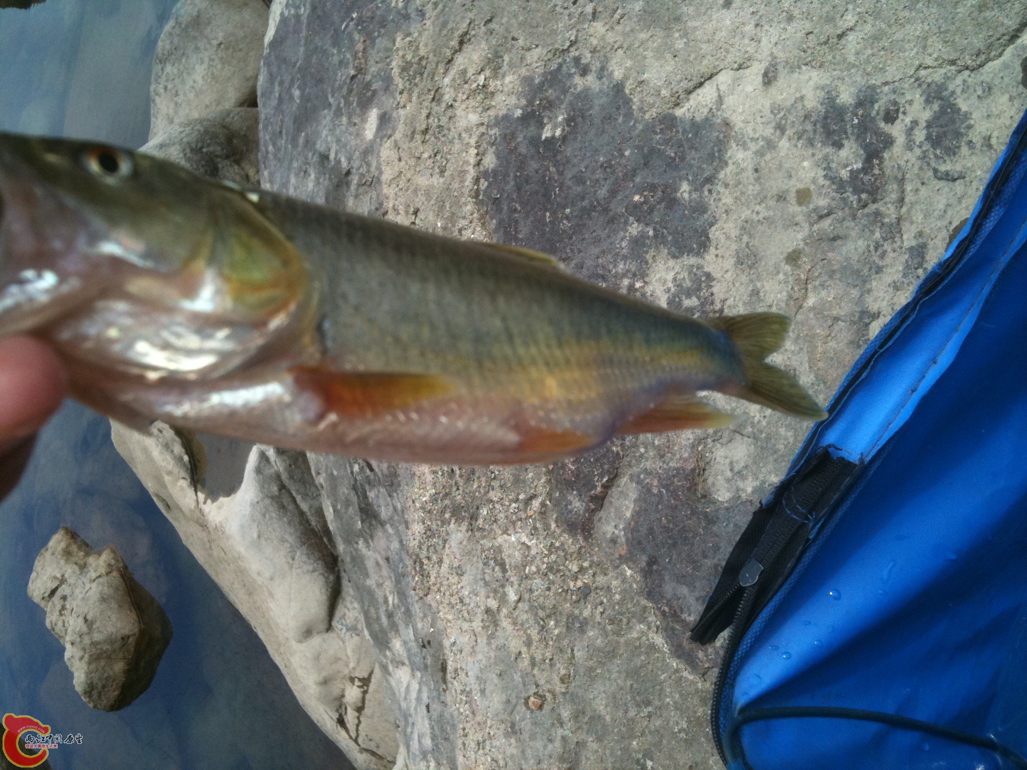 溪里还有比它更大的~