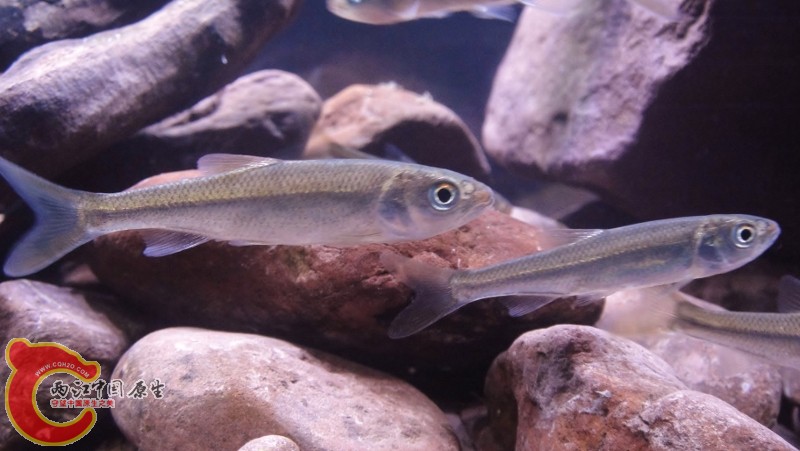 DSC03115 (800x451).jpg