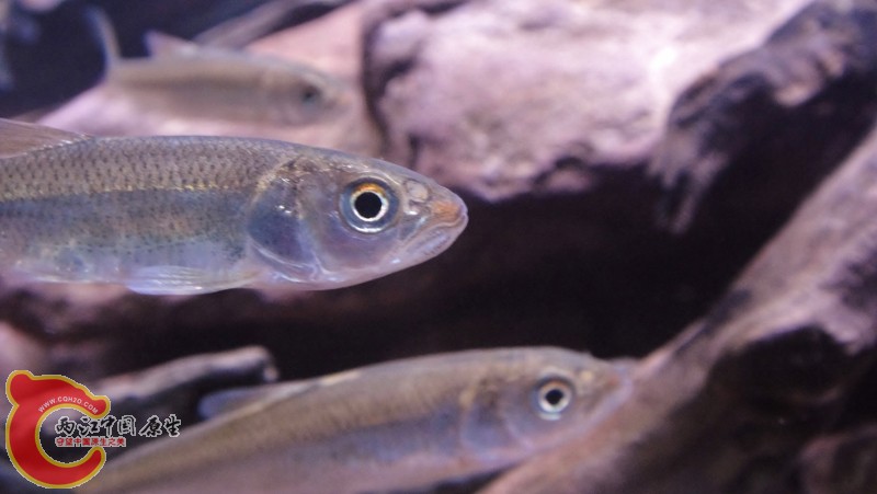 DSC03139 (800x451).jpg