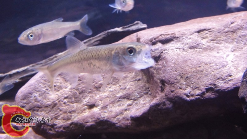 DSC03141 (800x451).jpg