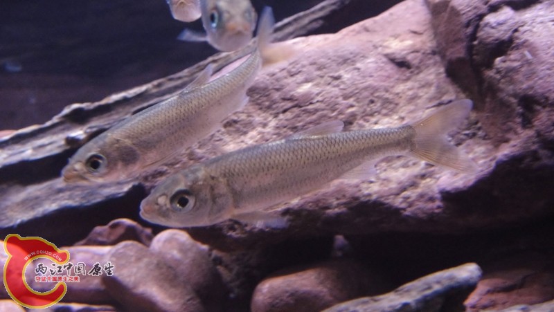 DSC03150 (800x451).jpg