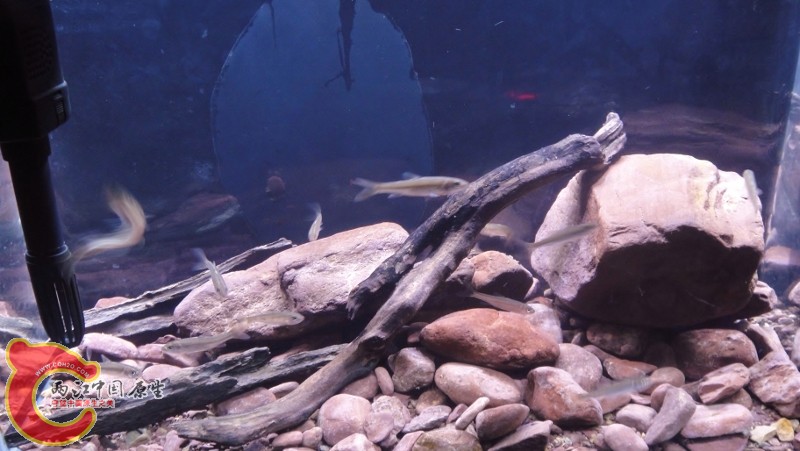 DSC03110 (800x451).jpg