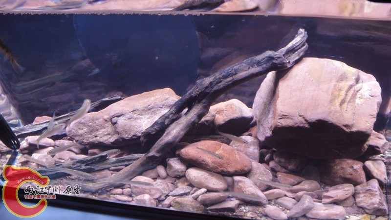 DSC03171 (800x451).jpg