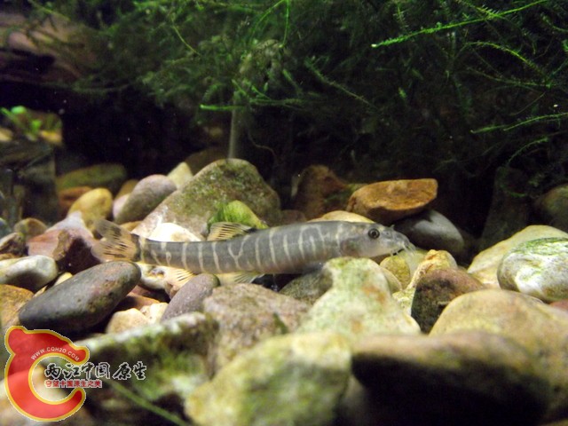 DSCF0386.jpg