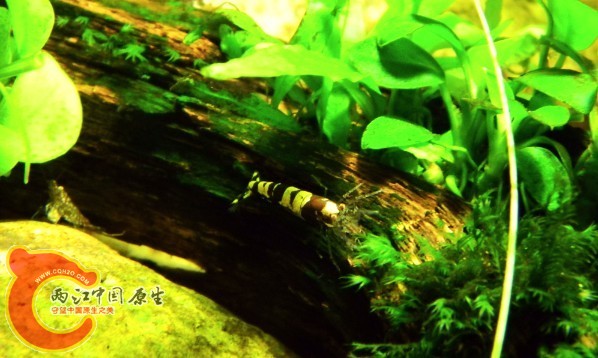 蜜蜂蝦2