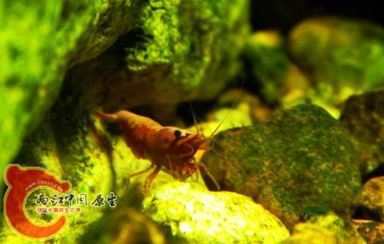 玫瑰蝦