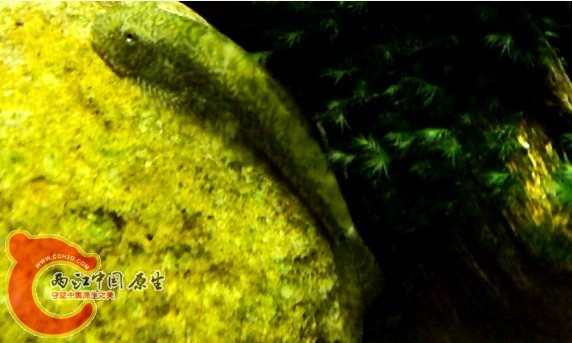 麥氏