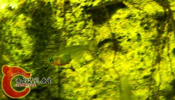 七彩霓虹稻田魚(Oryzias woworae)