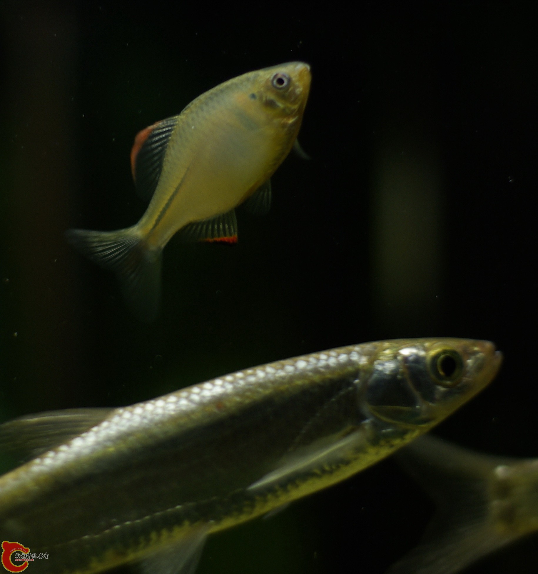 _IGP3972.jpg