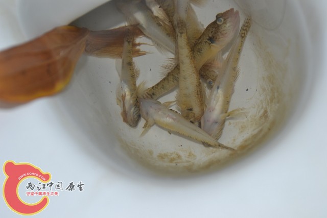 DSC_0069.JPG